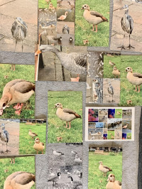 All Printed using Canon SELPHY printer via the app & some AirPrints , Canon SELPHY CP1500