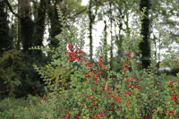 Canon EOS 2000D