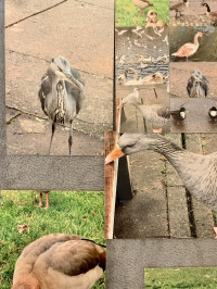 Spotted couple interesting birds along the canal, Egyptian Goose & Grey Heron their colours were gorgeous. , Canon SELPHY CP1500