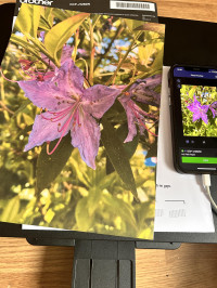 Quality is fantastic, we don’t even use photo paper here , Brother DCP-J1260W