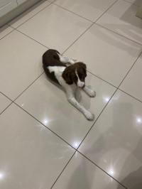 Bissell CrossWave Pet