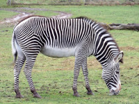 Zebra taken with kodak pixpro az528 , KODAK PIXPRO AZ528