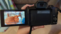Photo of Guinea pig , Canon EOS R50